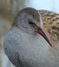 Waterral [Rallus aquaticus]